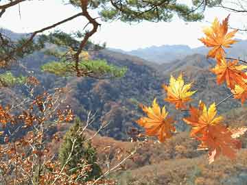 峡谷之巅新赛季最新动态深度解析与资讯概览