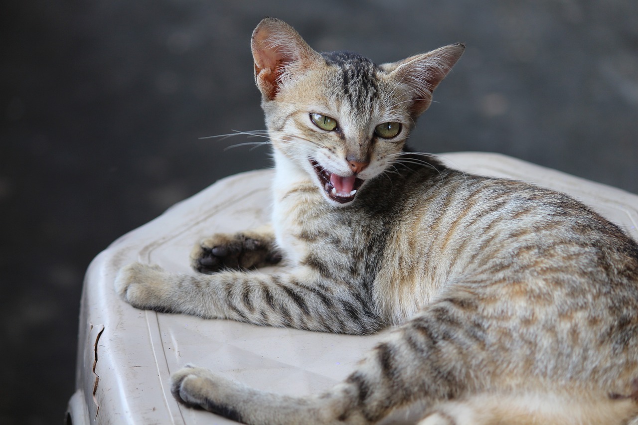 探索猫的世界，最新猫咪域名地址网站