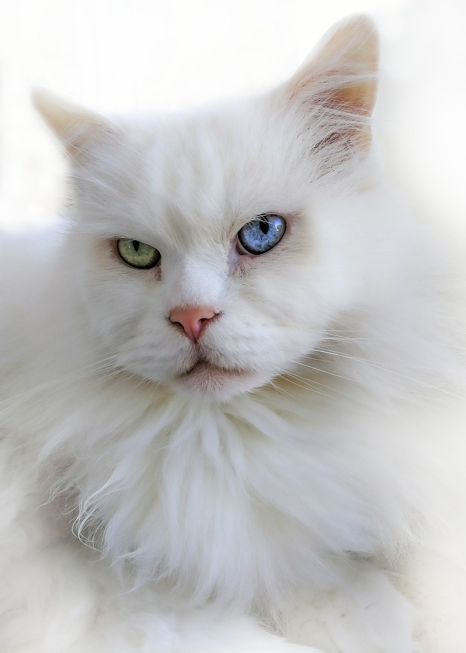 最新版小猫咪，魅力与特点深度探索