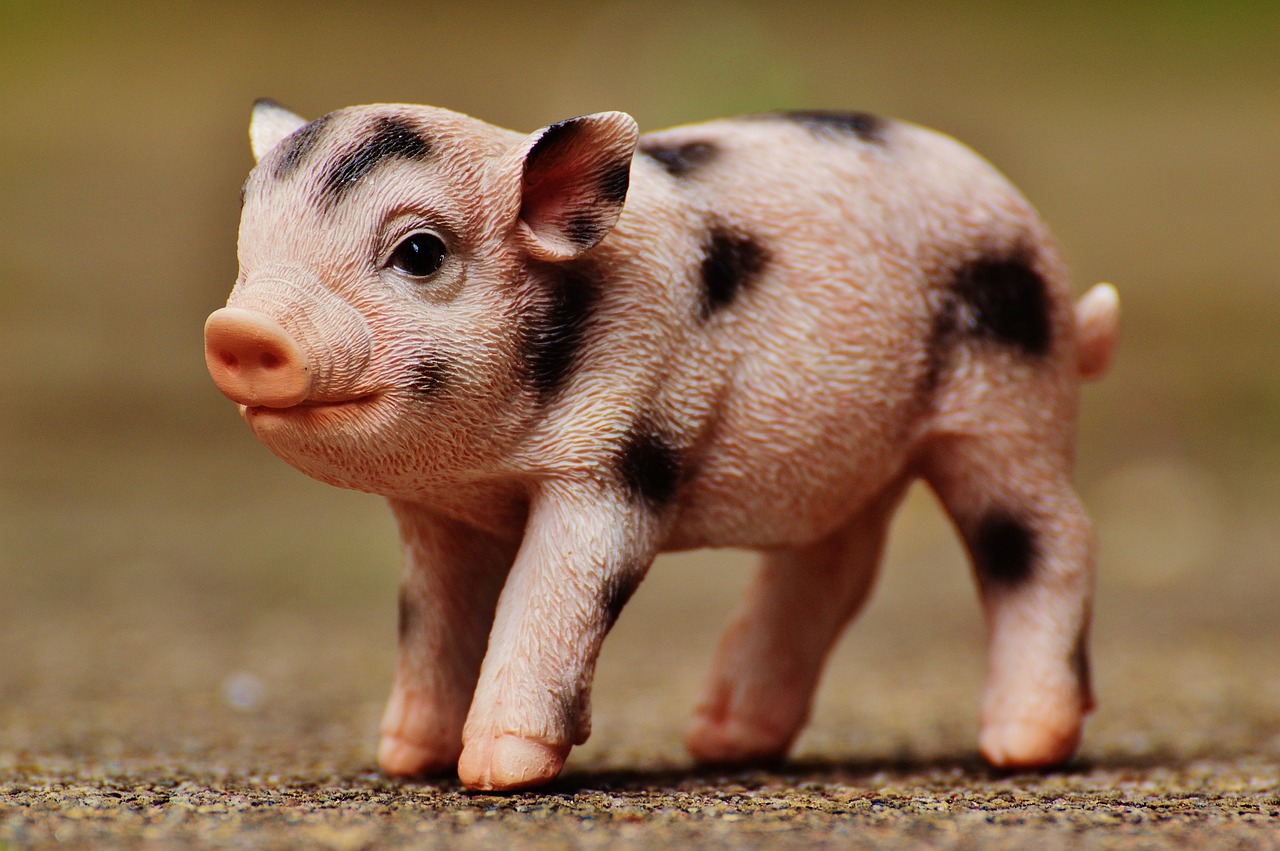 7月最新猪肉价格动态分析与预测，最新价格趋势解析