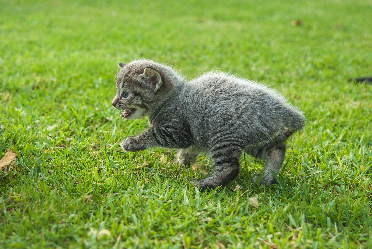 猫咪视频官方最新版，猫咪世界的全新探索体验