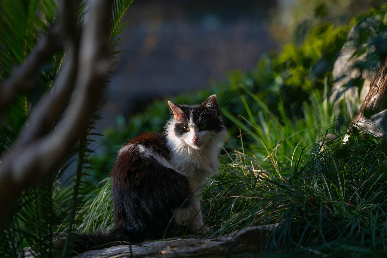 猫和老鼠最新更新内容，游戏与动画的双重魅力揭秘