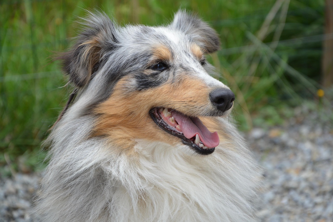 犬风少年的热血青春与无限可能的最新篇章