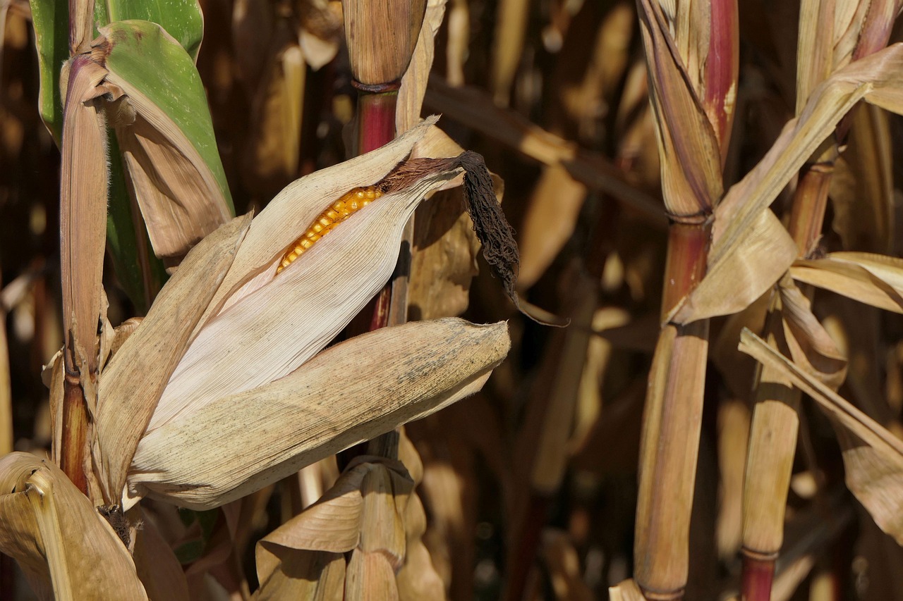 东北大白菜最新动态及种植、管理与市场趋势深度解析