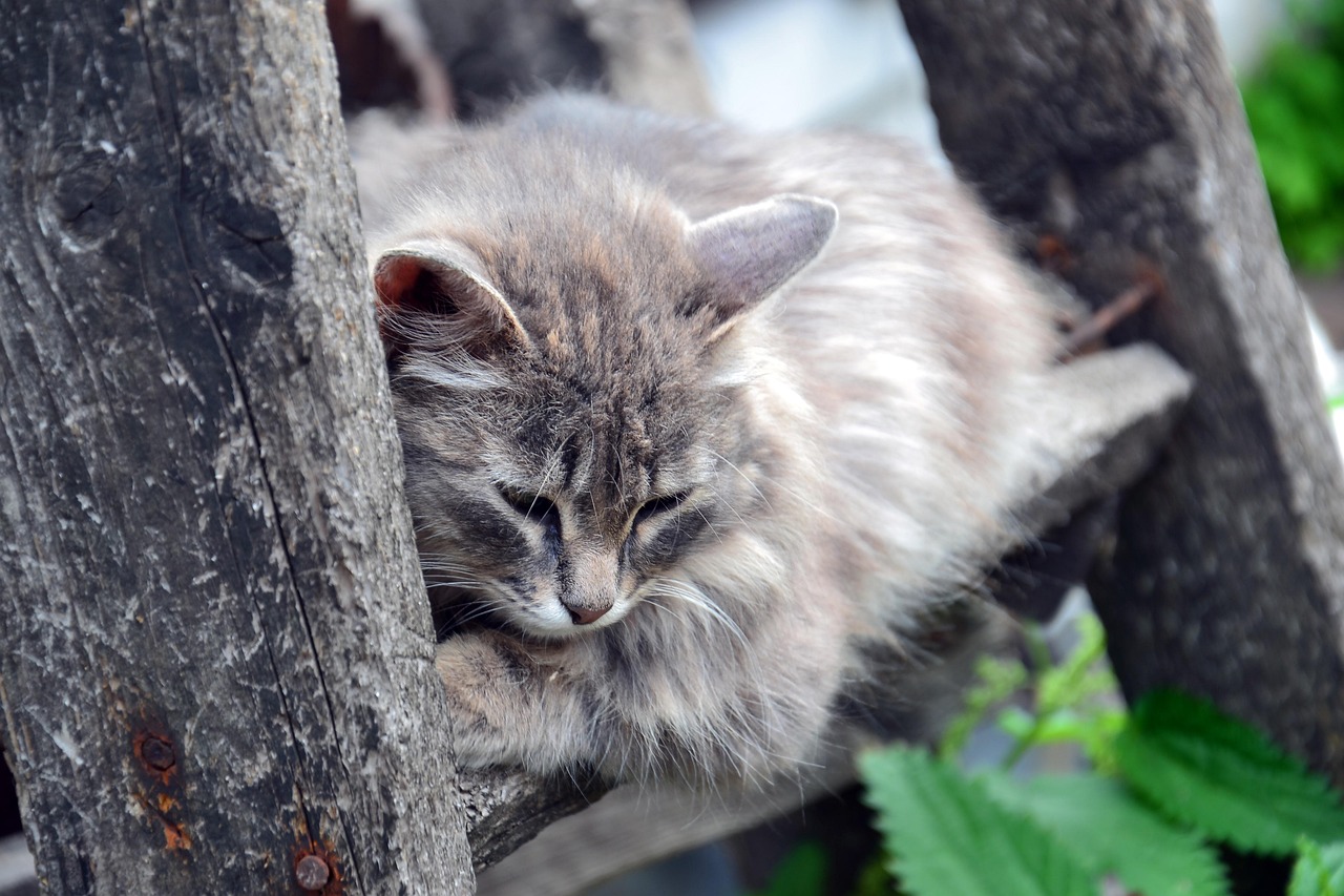 2018猫咪最新VIP破解版，功能、影响与争议探究