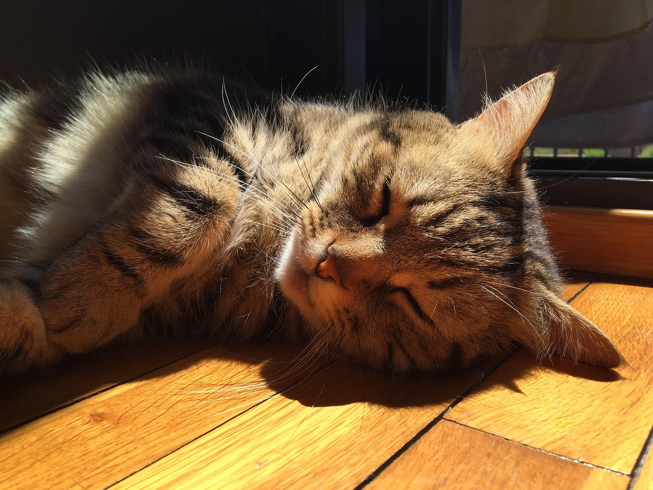 猫咪最新破解版下载探索及注意事项